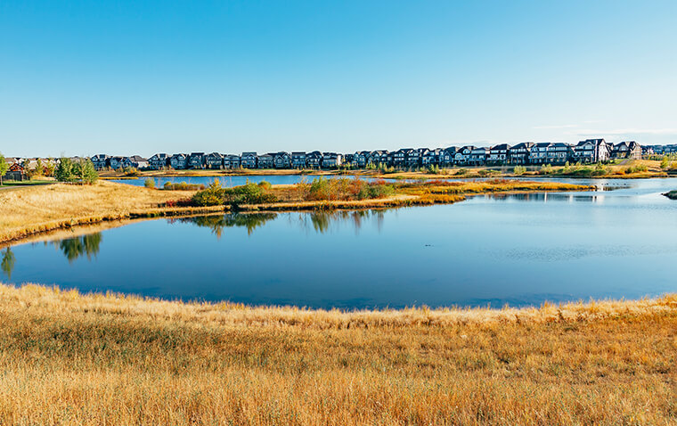 Mahogany marshland