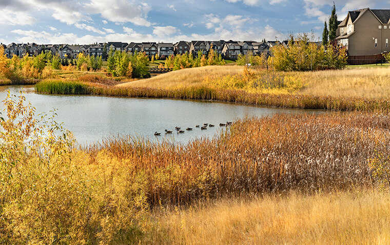 Mahogany wetland